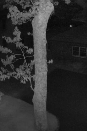 Nightvision's poster