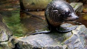 Fur Seals's poster