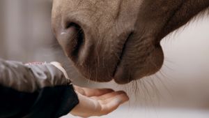 Aus Liebe zum Mustang's poster