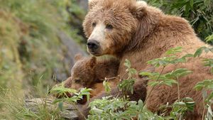 Alaska's Giant Bears's poster