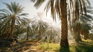 Tunisie : Une oasis dans un grain de sable's poster