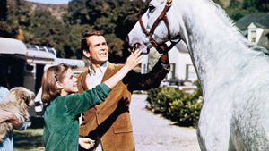 The Horse in the Gray Flannel Suit's poster