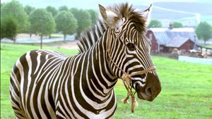 Racing Stripes's poster
