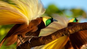 Winged Seduction: Birds of Paradise's poster