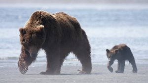 Bears's poster