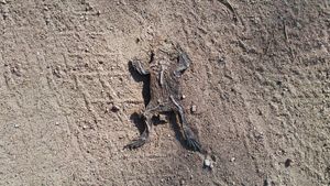 283 Frogs's poster