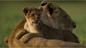 The Last Lions's poster