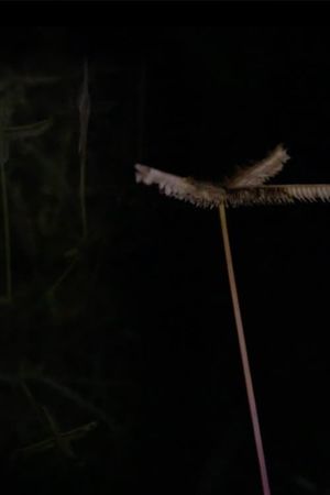 Nocturne I & II's poster