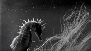 Science Is Fiction: The Films of Jean Painlevé's poster