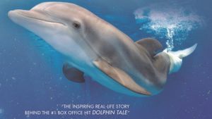 Winter, the Dolphin That Can's poster