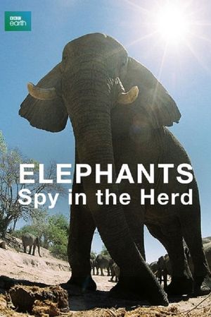 Elephants: Spy in the Herd's poster image