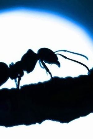 The Ants's poster image