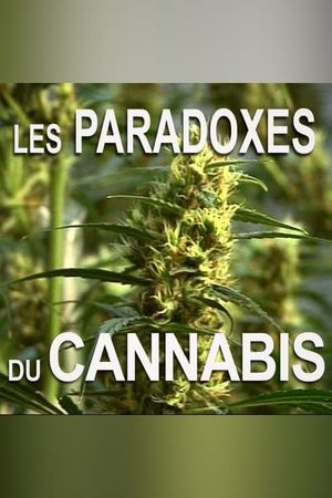 Les paradoxes du cannabis's poster