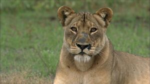 The Last Lioness's poster