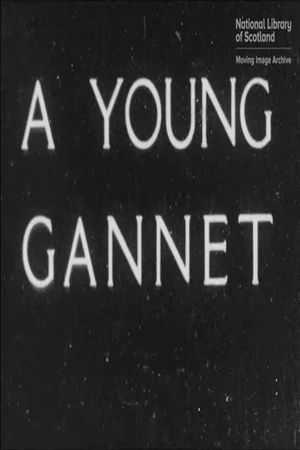 A Young Gannet's poster