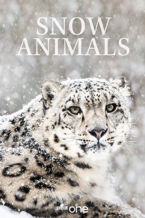 Snow Animals's poster