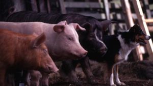 Animal Farm's poster
