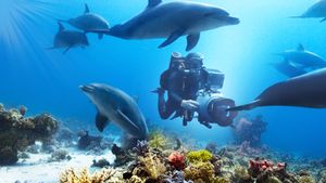 Diving with Dolphins's poster