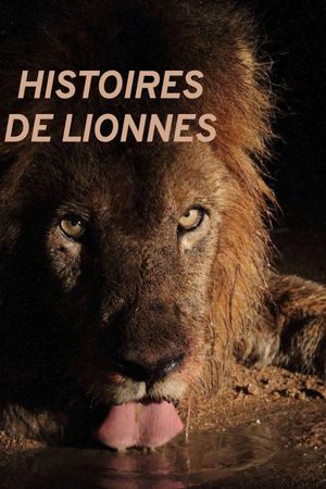 Histoires de lionnes's poster