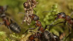 Attenborough and the Empire of the Ants's poster