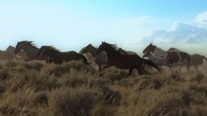 American Mustang's poster