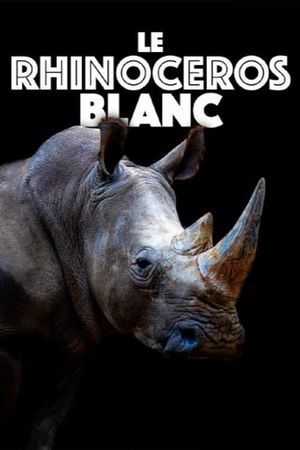 Le rhinocéros blanc's poster