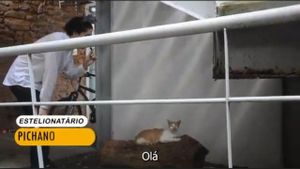 Revolução dos Gatos's poster