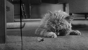 The Incredible Shrinking Man's poster