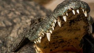 Crocodiles Revealed's poster