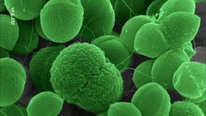 The Nature of Things: The Antibiotic Hunters's poster