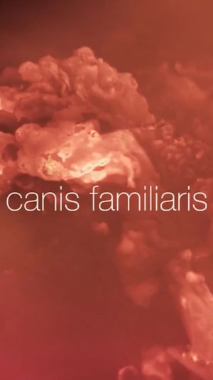 Canis familiaris's poster