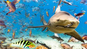 World's Biggest Bull Shark?'s poster