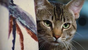 Cat's Eye's poster