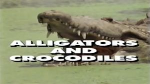 Predators of the Wild: Crocodiles and Alligators's poster