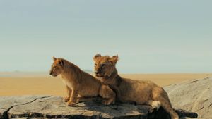 Lions Rule's poster