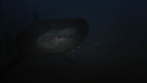 Shark Hunter's poster