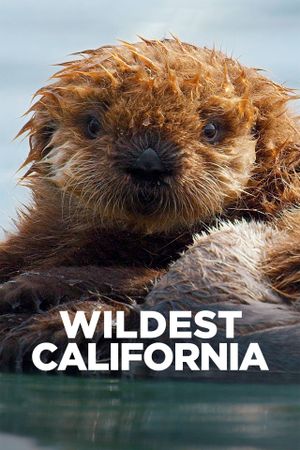 Wildest California's poster