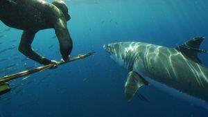 Great White Shark: Beyond the Cage of Fear's poster