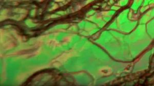 Liquid Crystals's poster
