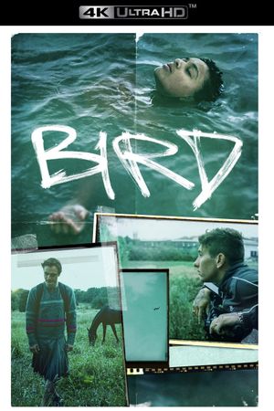 Bird's poster