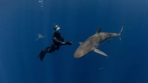 Sharks: The Secret Adventure's poster