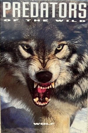 Predators of the Wild: Wolf's poster