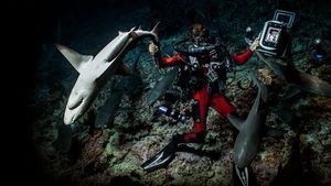 700 Sharks's poster