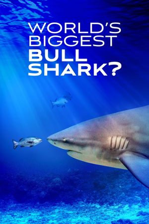 World's Biggest Bull Shark?'s poster