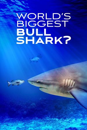 World's Biggest Bull Shark?'s poster