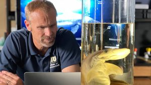 Bull Shark vs Hammerhead's poster