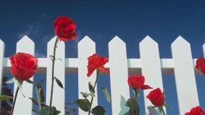 Blue Velvet's poster