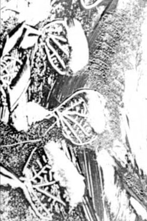 Atlantyda's poster