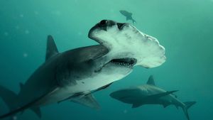 Bull Shark vs Hammerhead's poster