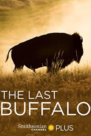 The Last Buffalo's poster